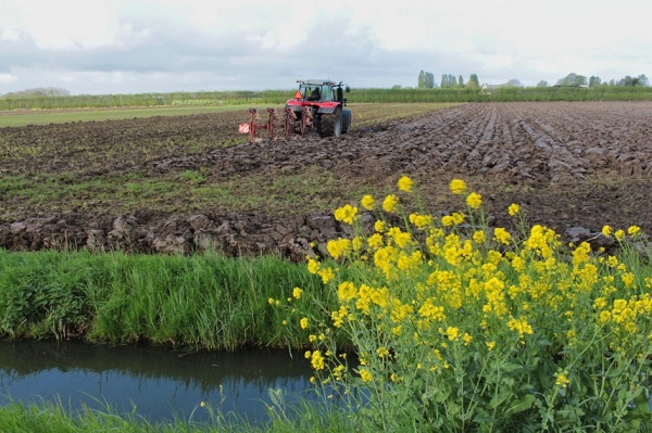 Landbouw in de Hoeksche Waard